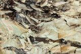Colorful Polished Petrified Wood Slab - Turkey #299414-1